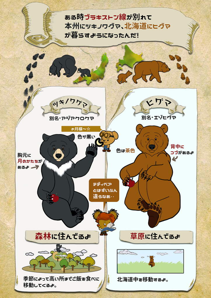 インフォグラフィックス「日本のクマ/ツキノワグマとヒグマの ...