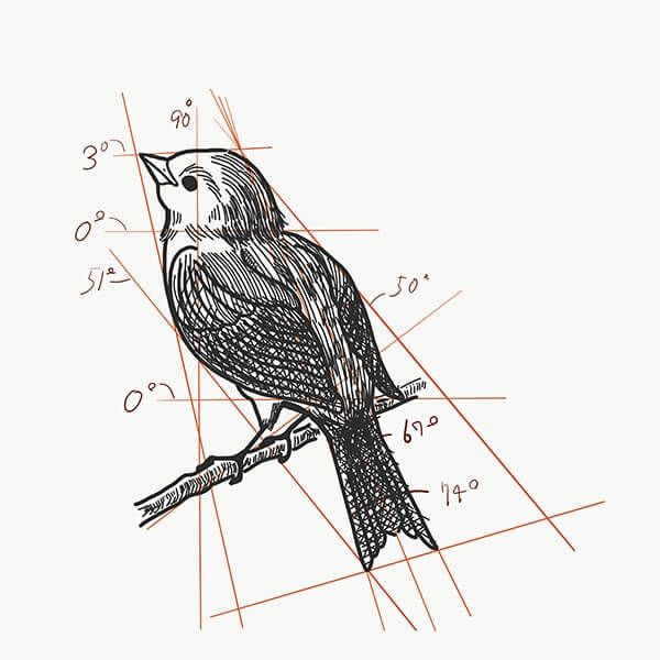 Adobedrawを使ってやさしい鳥の描き方 Alicemix